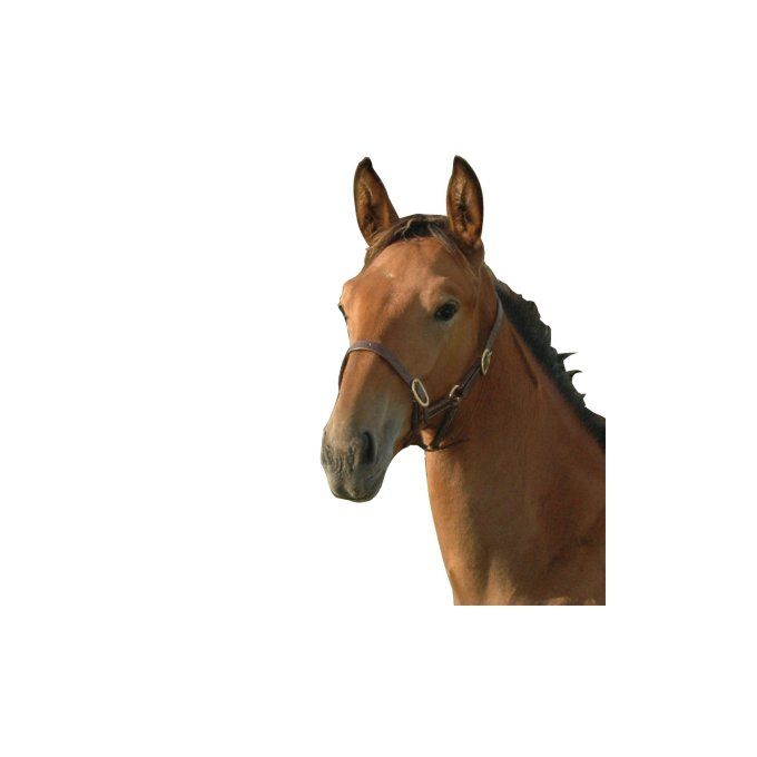 Licol cuir foal