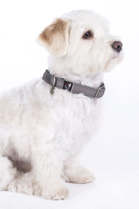 Collier pour chien Anam Cara