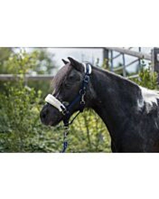 Licol – Mia – pour poneys Shetland