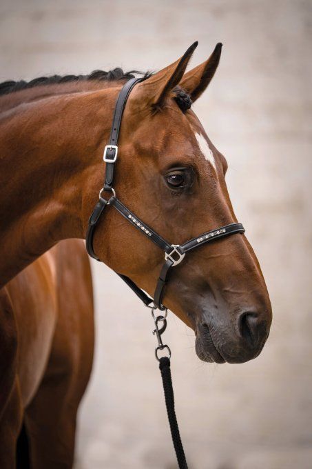 Licol en cuir HKM - Sparkle