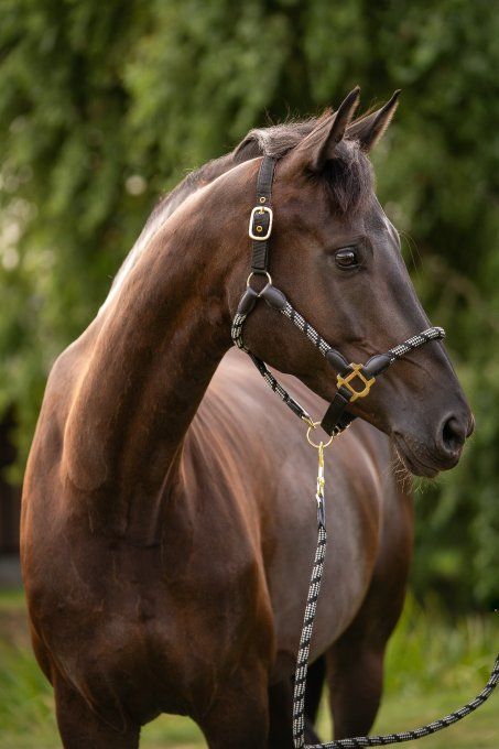 Licol Limone Sportive HKM