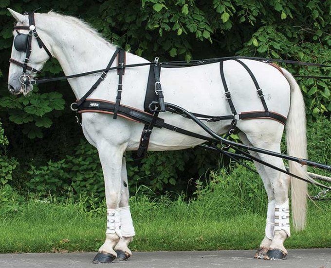 Harnais d'attelage ZILCO WEBZ Simple