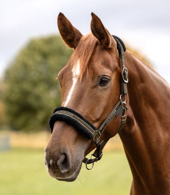 Licol WALDHAUSEN - Elegant 