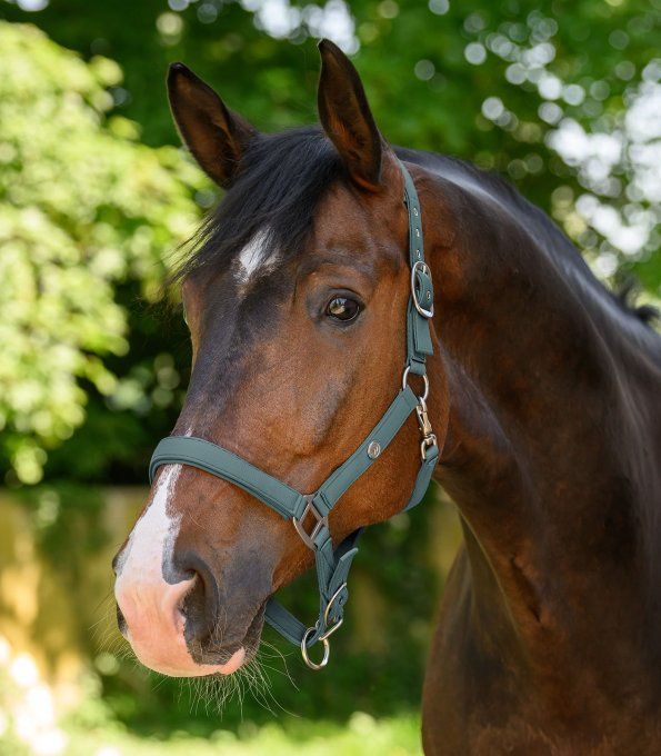 Licol Waldhausen Trinidad