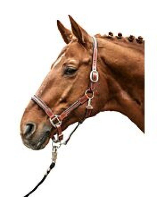 Licol en cuir -Soft-