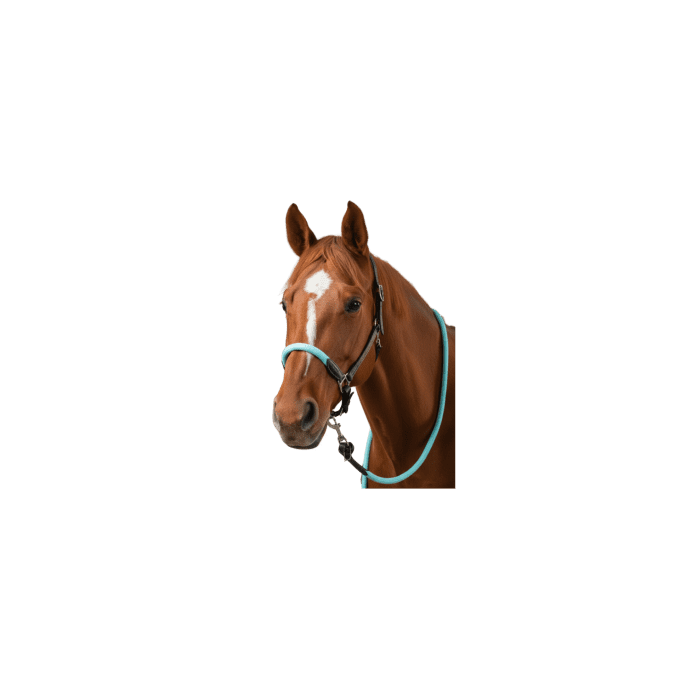 Licol corde Flags&Cup