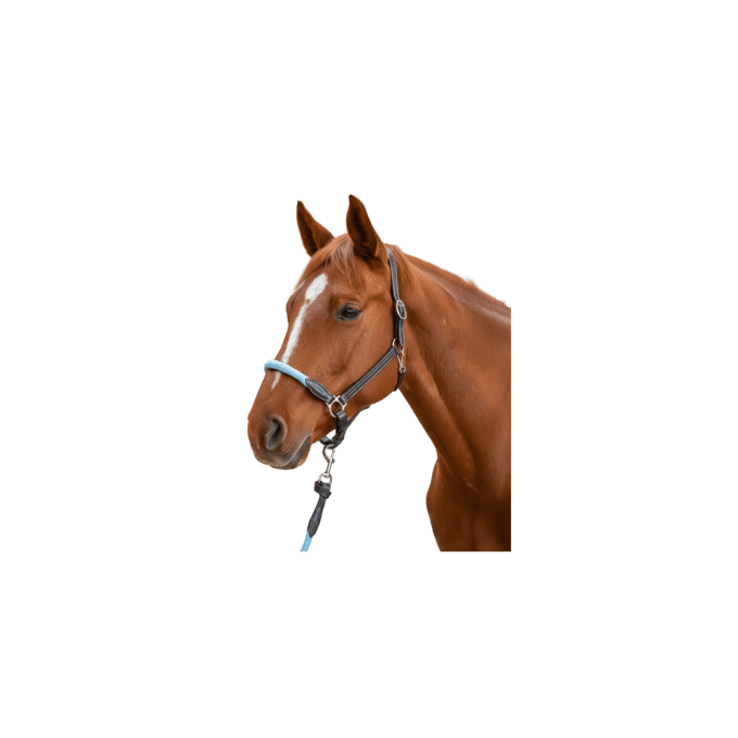 Licol corde Flags&Cup