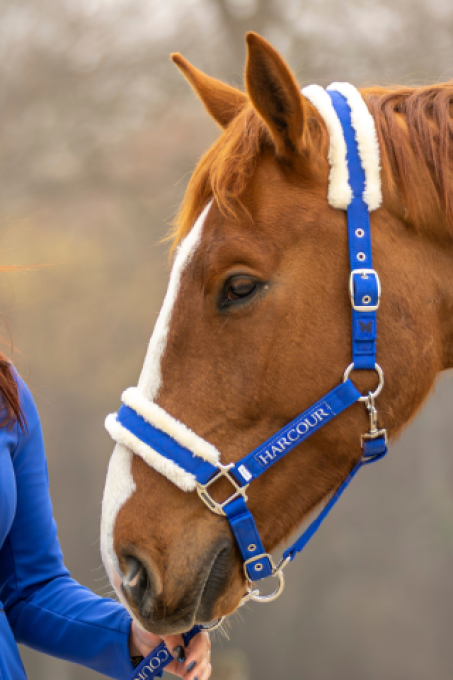 Licol et longe Teschic - Harcour - Edition limitée