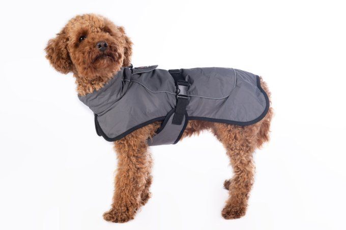 Manteau pour chien - Buddy