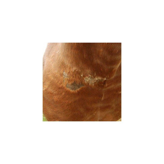 Crème réparatrice Animaderm Cutene