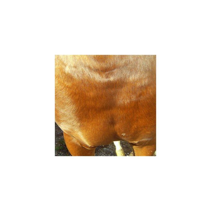 Crème réparatrice Animaderm Cutene