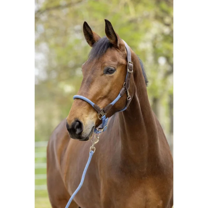 Licol Cordano Deluxe -  Covalliero SS26