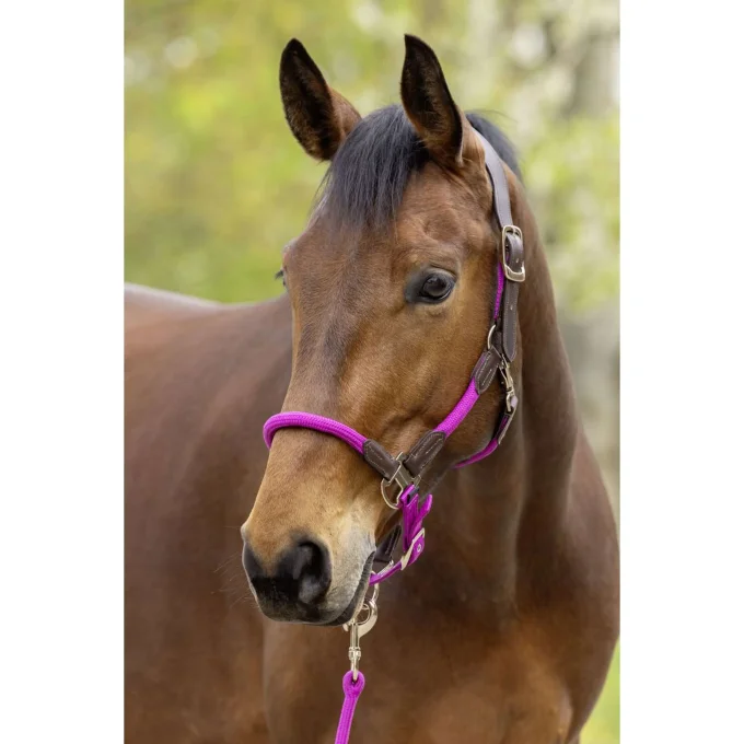 Licol Cordano Deluxe -  Covalliero SS26