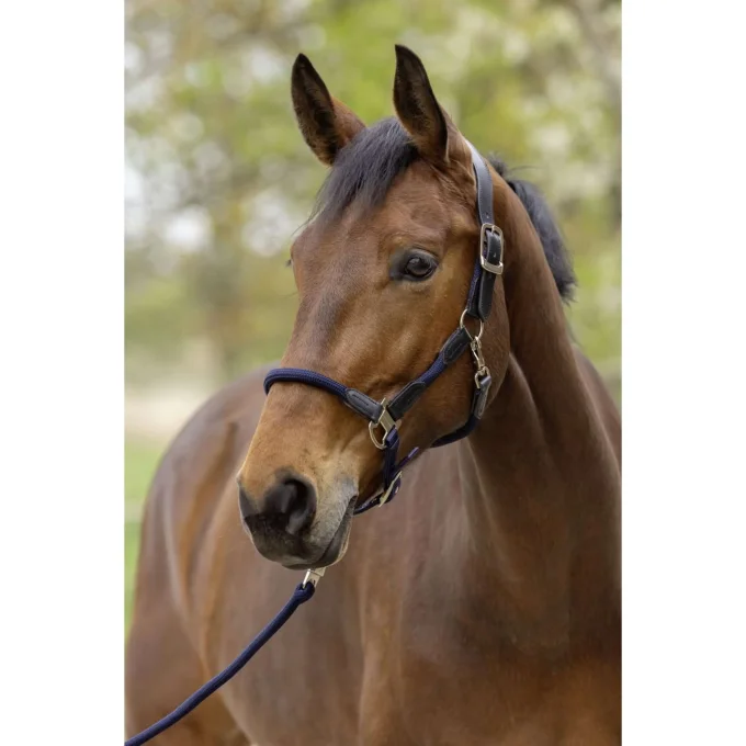 Licol Cordano Deluxe -  Covalliero SS26