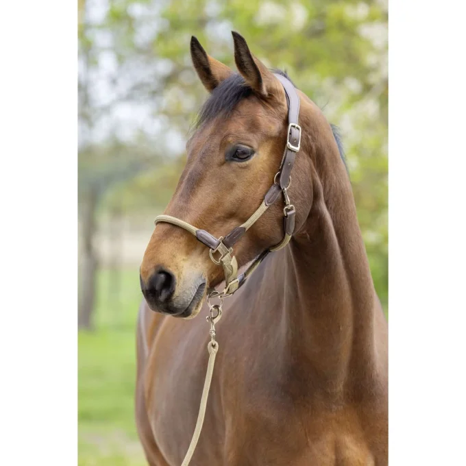 Licol Cordano Deluxe -  Covalliero SS26