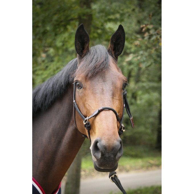 Licol éthologique Pénélope