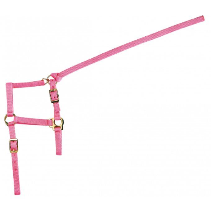 Licol + Longe Norton Foal