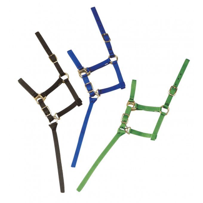 Licol + Longe Norton Foal