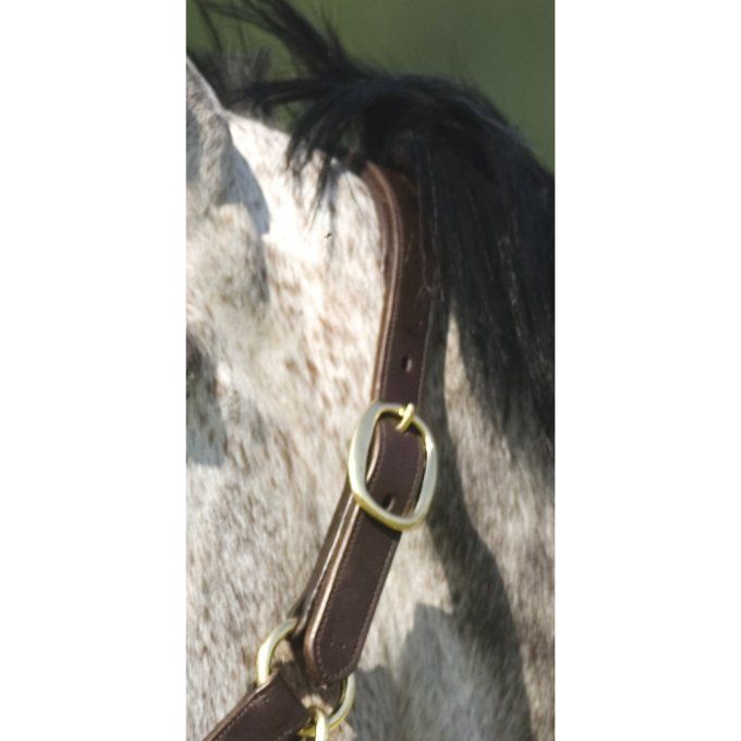 Licol Norton Club cuir double réglage