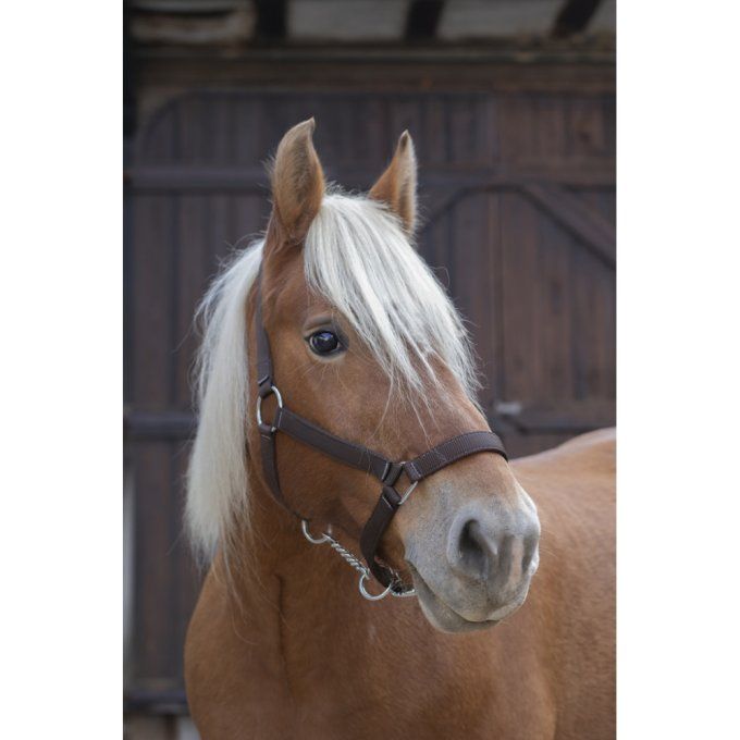 Licol Norton Pro Cheval de trait