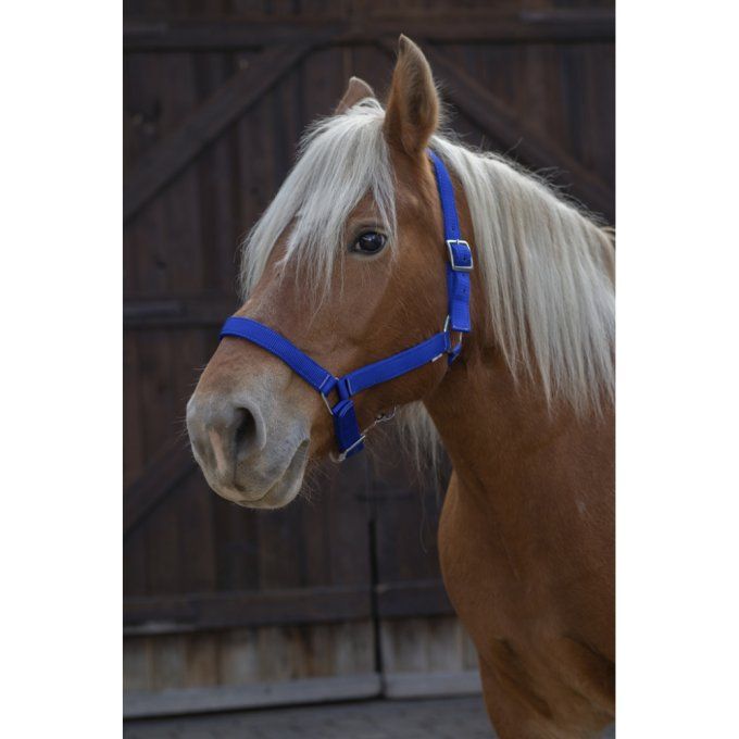 Licol Norton Pro Cheval de trait