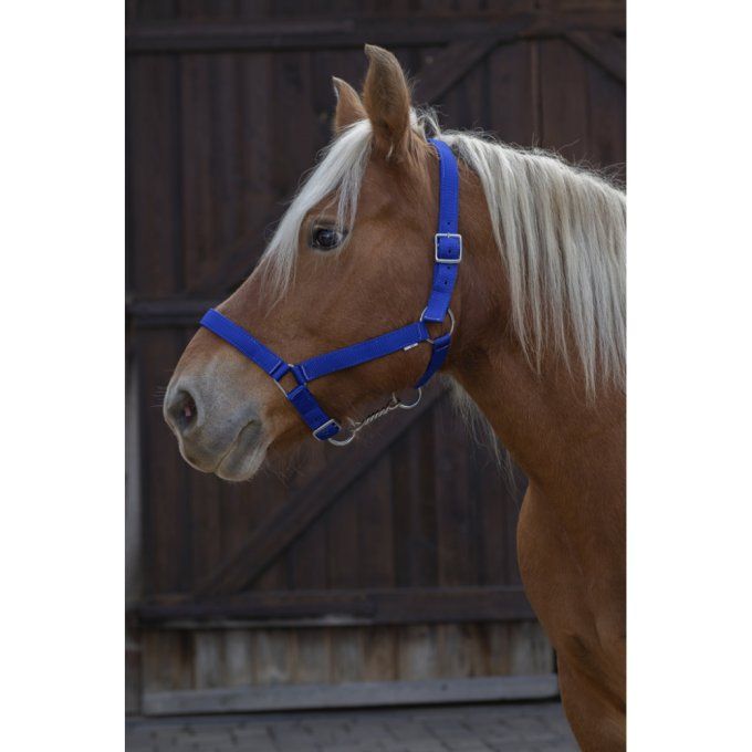 Licol Norton Pro Cheval de trait