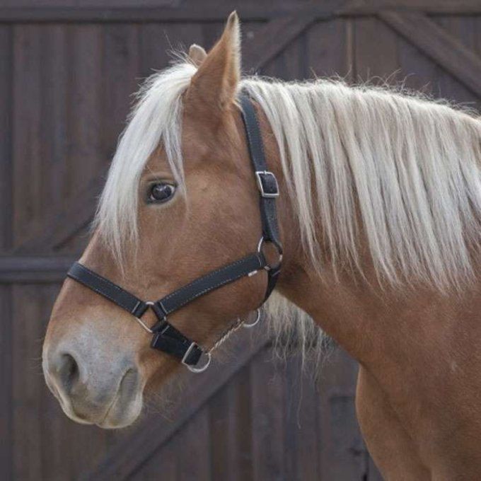 Licol nylon cheval de trait Norton