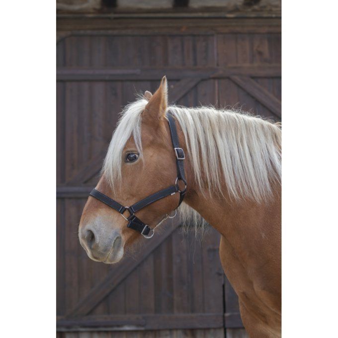 Licol Norton Pro Cheval de trait