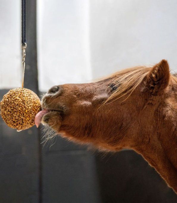 Likit Boule à muesli de 1,6 kg stall ball