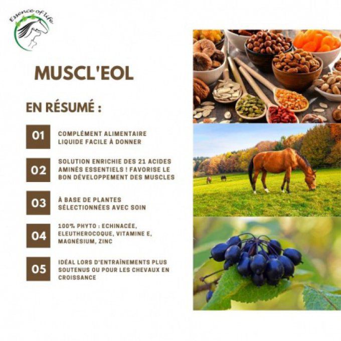 Muscl'eol