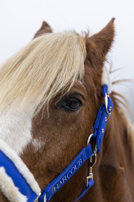 Licol et longe Teschic - Harcour - Edition limitée