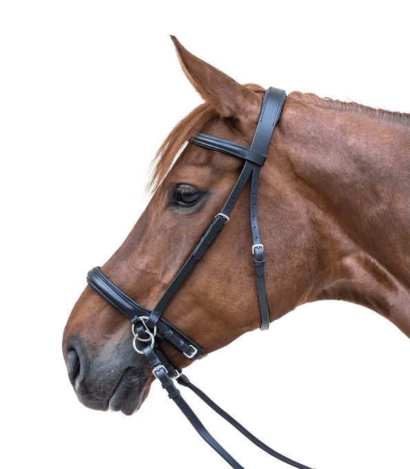 STAR Bridon sans mors 