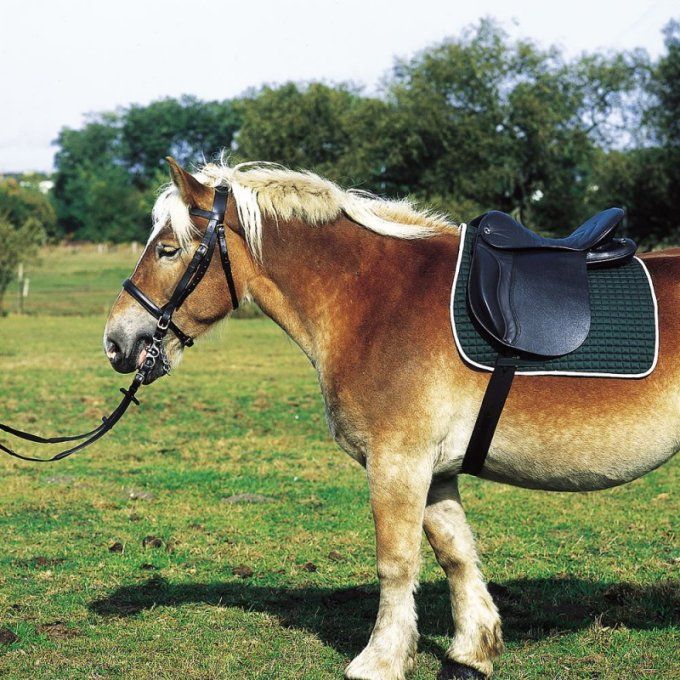 Selle NORTON CLUB cheval de trait 