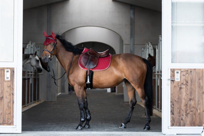 Tapis de selle ATLAS GEM Équitation Cerise porté sur un cheval